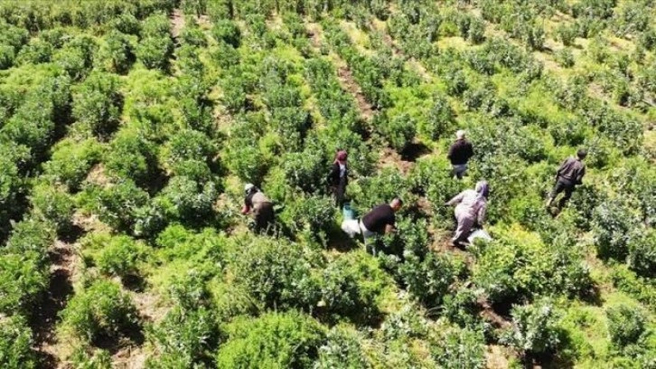 Datça'da erkenci bakla ve bezelye hasadına başlandı