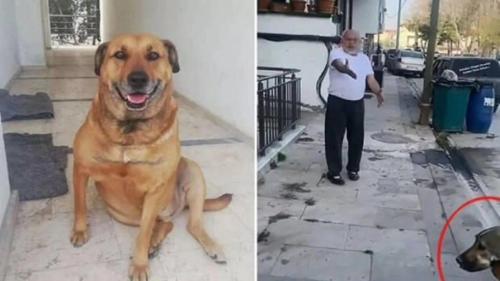 Denizli'de sahipli bir köpeği tüfekle vurduğu ileri sürülen kişi tutuklandı