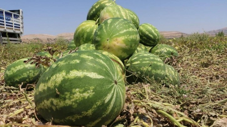 Diyarbakır’da karpuz hasadı başladı