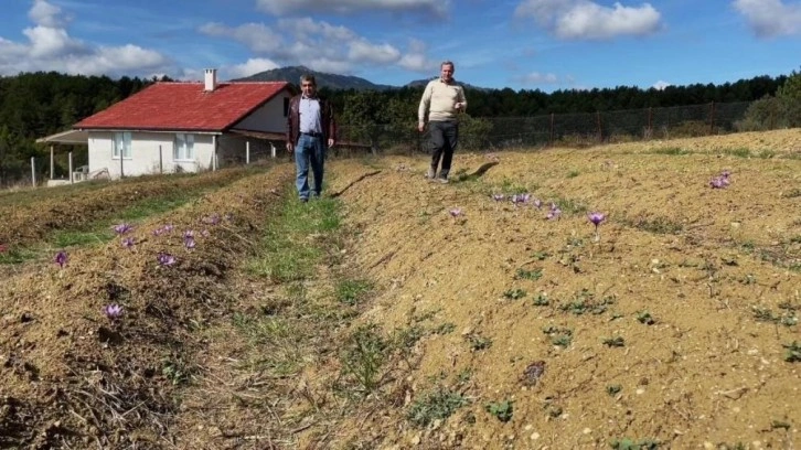 Doktorluğu bırakıp çiftçiliğe başladı! Kilosu 250 lira