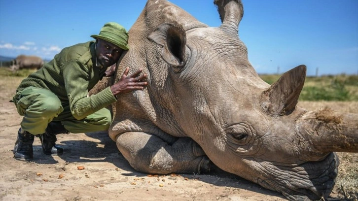 Dünyanın son beyaz gergedanları Kenya'da sıkı gözetim altında tutuluyor