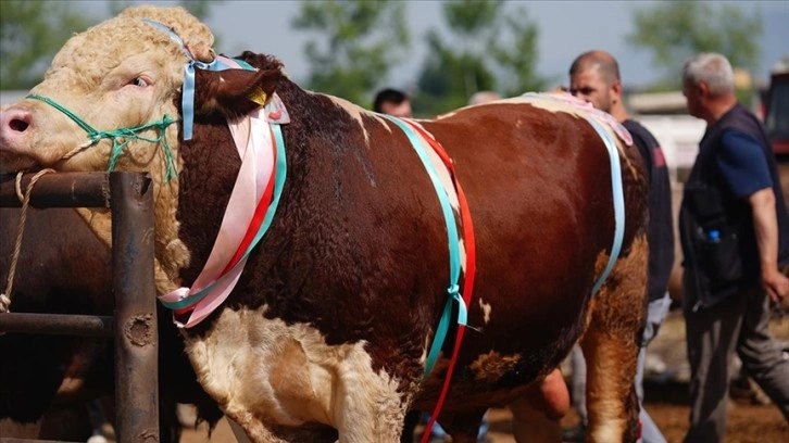 Düzce ve Zonguldak'ta ağırlıkları birer tona yaklaşan 2 kurbanlık, alıcı bekliyor