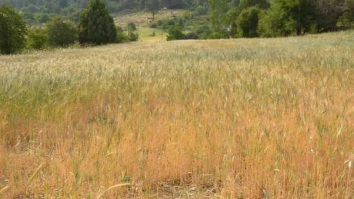 Ekilmeyen tarım arazileri ata tohumuyla yeşerdi