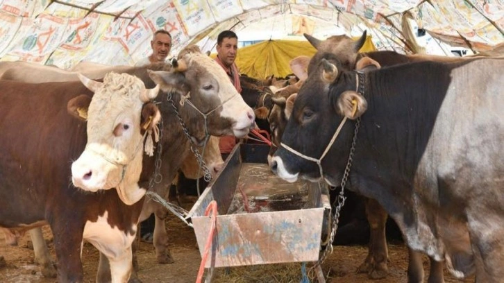 Ekonomik kriz, kurban kesimini de etkiliyor. Üretici endişeli!