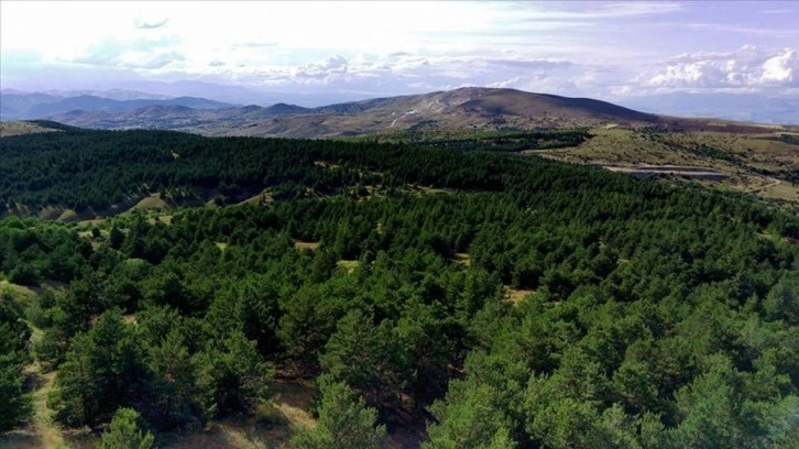 Elazığ'da 3 ay orman yasağı