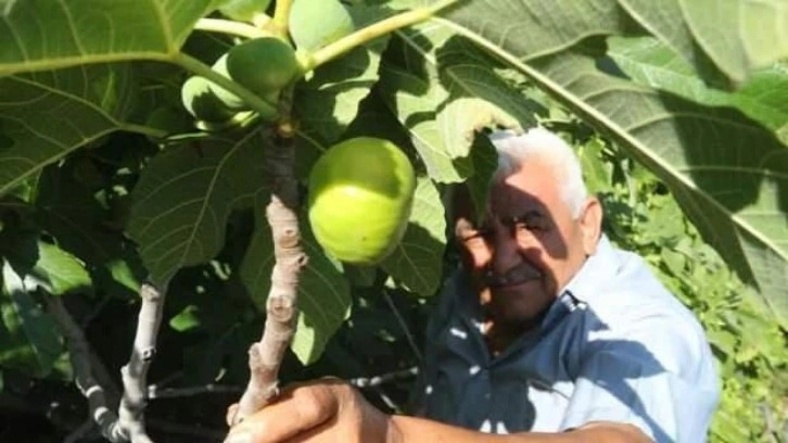 Erkenci incir üreticinin yeni gelir kapısı oldu