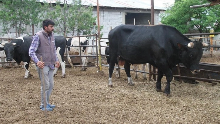 Erzincan'da 1,3 tonluk kurbanlık boğa 