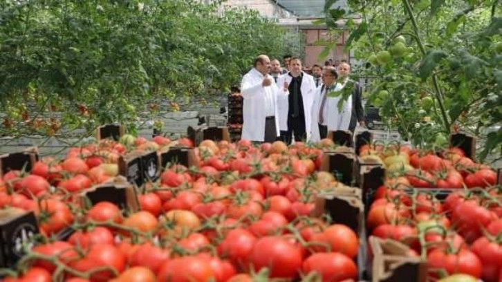 Erzurum'da jeotermal enerjiyle Türkiye’nin en ucuz domatesi üretiliyor