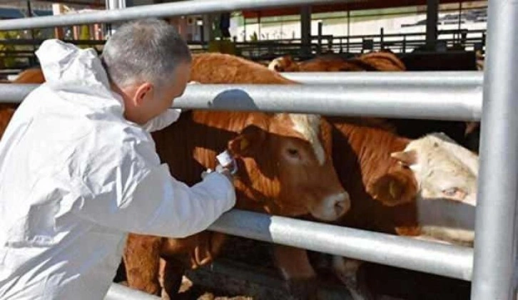 Eskişehir’de şap alarmı: Bir mahalle karantinaya alındı!