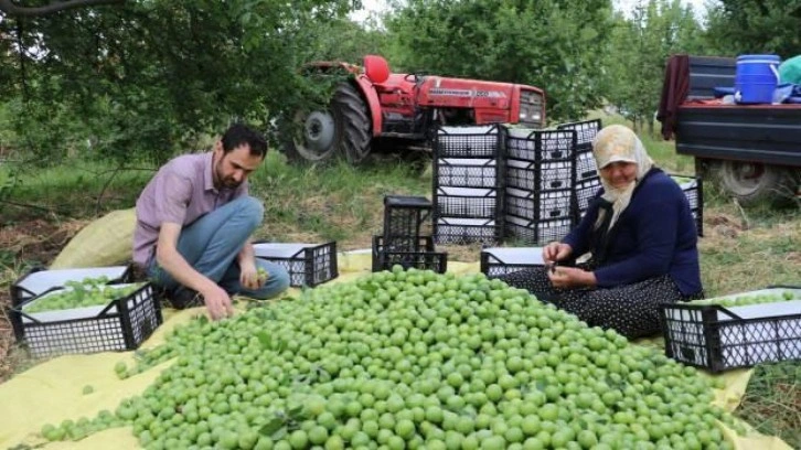 "Eşme eriği"nde çiftçilerin hasat mesaisi başladı