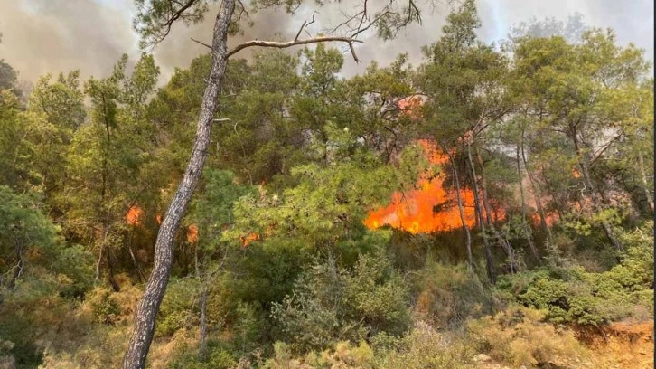Fethiye'de orman yangını paniği