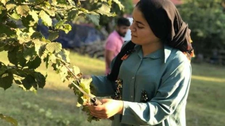 Fındık yevmiye ücreti 215 TL olarak açıklandı