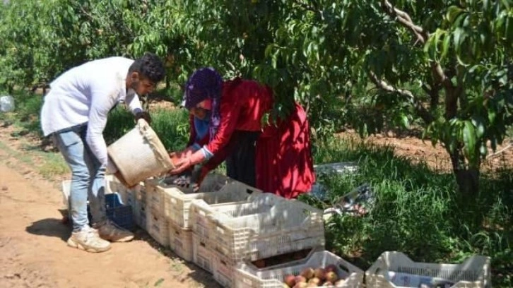 Gaziantep'te şeftali hasadı başladı