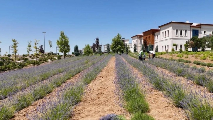 Gençlerden lavanta yatırımı: 3 yılda 1,5 ton hasat başarısı