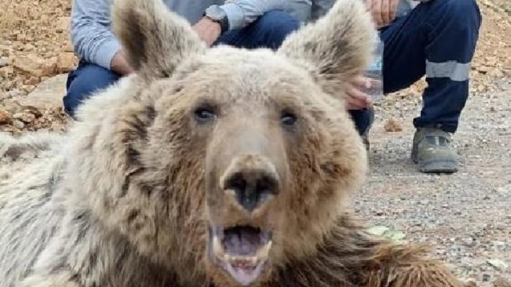 Hakkari'deki ayıyla ilgili gerçek ortaya çıktı! Yaralanma nedeni kaya değil