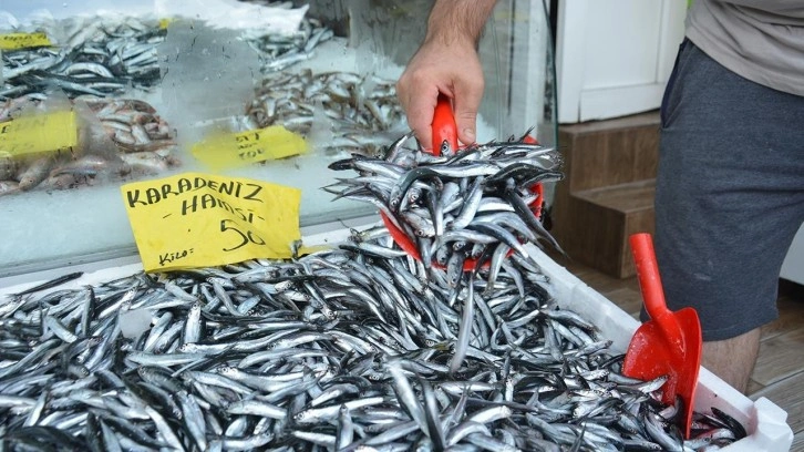 Hamsinin kilogramı 50 liraya düştü