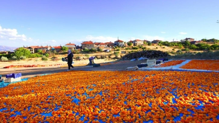 Hasadı biten kayısı 