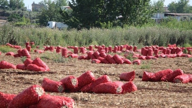 Hasat başladı, soğan fiyatları dip yaptı