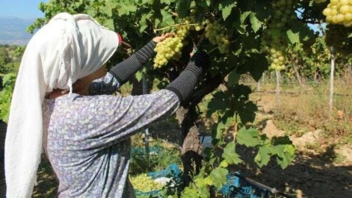 Hasat edilen üzümlerde ilk ihraç tırları yola çıktı