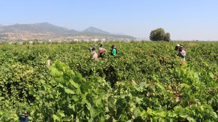 Hatay'da üzüm üreticisinin hasat mesaisi başladı