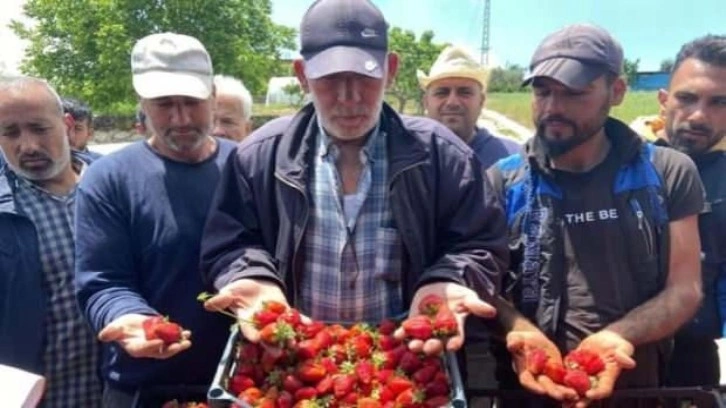 Hatay'da çilek üreticilerinden aracılara tepki