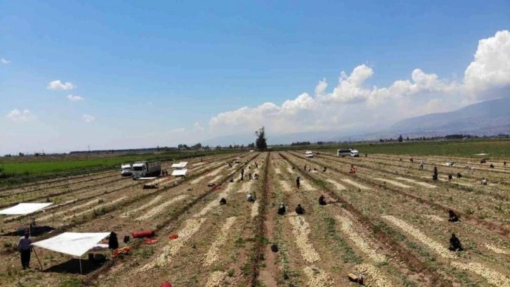 Hatay'da hasat başladı: Soğan tarladan 9-10 liraya satılıyor