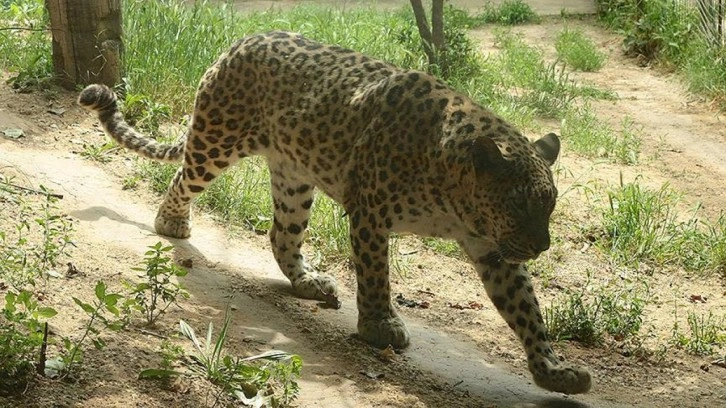 Hindistan'da leoparın saldırdığı çocuk hayatını kaybetti