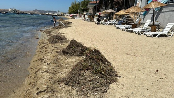 İklim değişikliği ve kirlilik Ege'deki deniz çayırlarının yayılış alanını daraltıyor