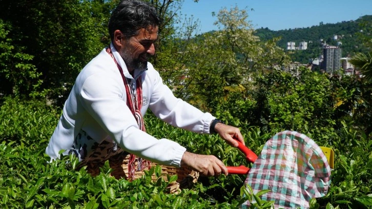 İlhan Palut çay hasadında