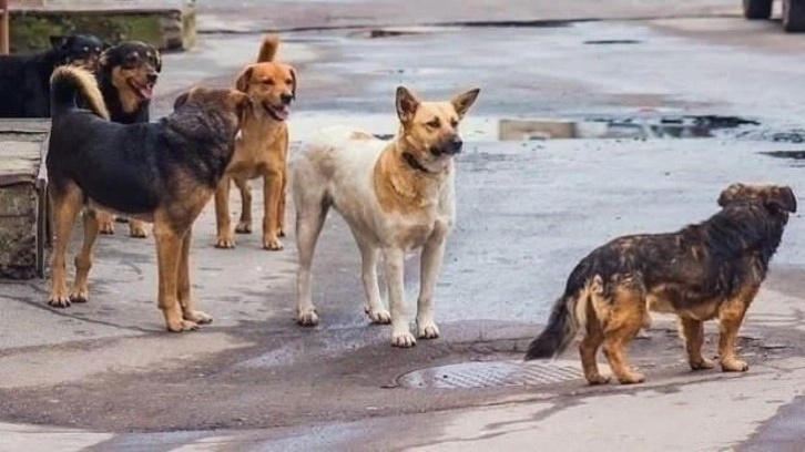 İngiltere, Türkiye'deki köpek saldırıları nedeniyle uyarı yayımladı