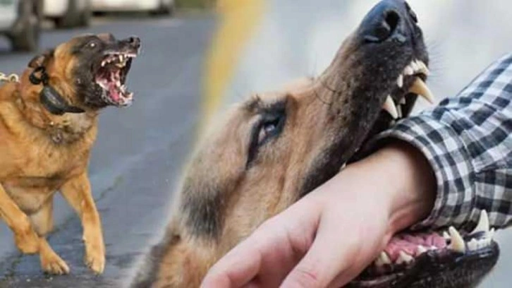 İnsan canı mı sokak köpekleri mi? 'Hayvan hakları' istismarını çökerten yazı