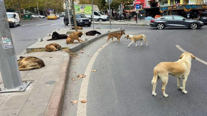 İstanbul'da başıboş köpekten kaçarken düşen çocuk yaralandı