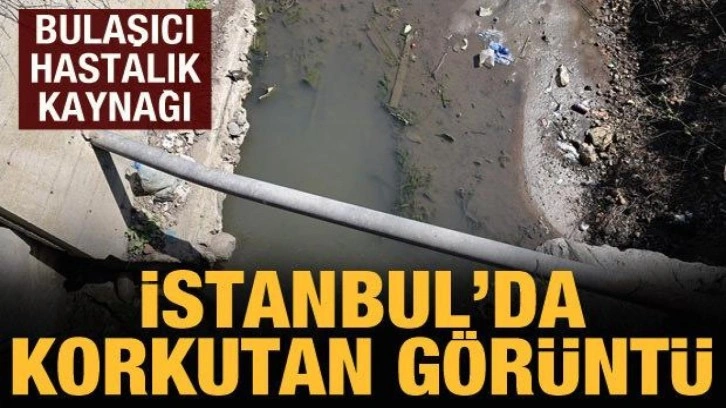 İstanbul'da korkutan görüntü: Kolağası Deresi'nde bulaşıcı hastalık endişesi