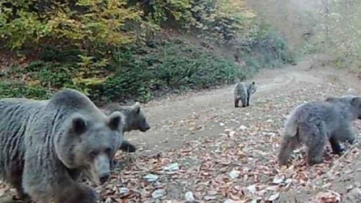 İstanbulluların tercih ettiği noktada görüntülendiler; Kurtlar, ayılar, ve çakallar