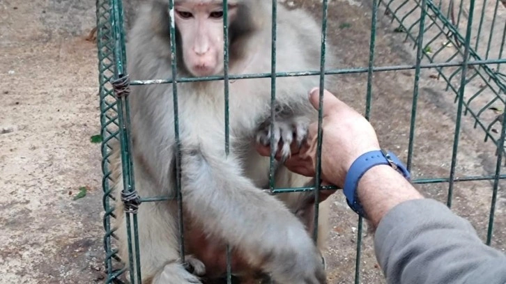 İzinsiz Rhesus maymun besleyen şahsa para cezası