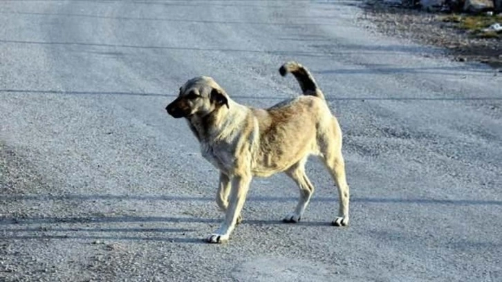 İzmir'de başıboş köpek 6 yaşındaki çocuğu ısırdı