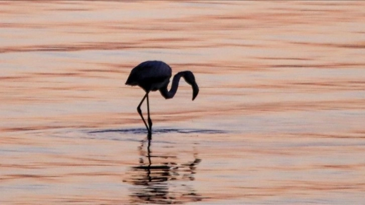 İzmit Körfezi'nde flamingo popülasyonu arttı