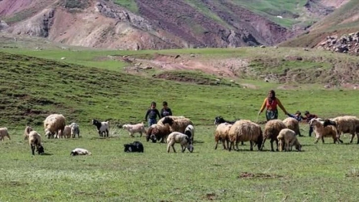 Kadın çiftçi devletten aldığı destekle besici oldu