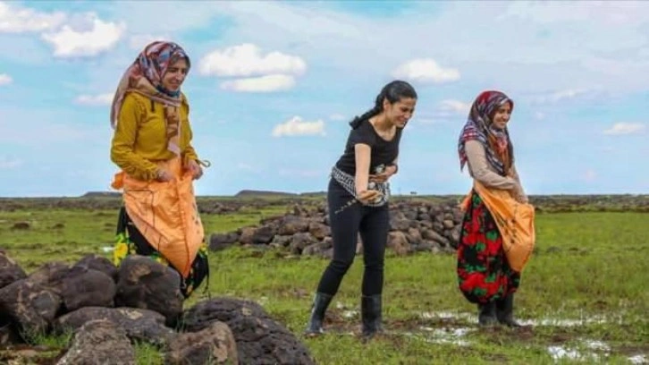 Kadın eli değen tescilli Karacadağ pirincinde ekim zamanı