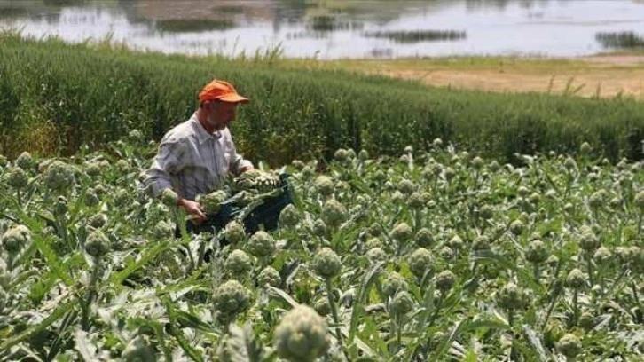 Kandıra'da ilk kez alternatif ürün olarak ekilen enginar üreticisini sevindirdi