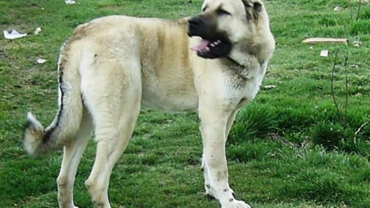 Kangal köpekleri yavrularını neden yer? Sırrı açığa çıktı