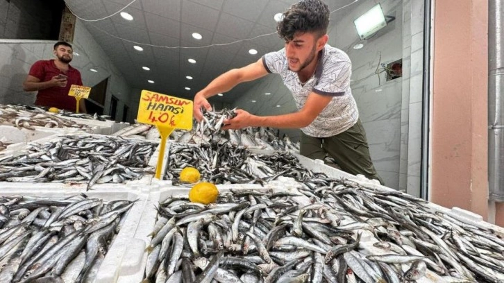 Karadeniz'de hamsi bolluğu: Kilosu 40 TL