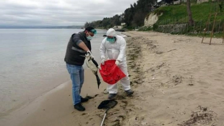 Karadeniz'de korkutan bir gelişme daha: Çok sayıda dalgıç kuşu sahile vurdu