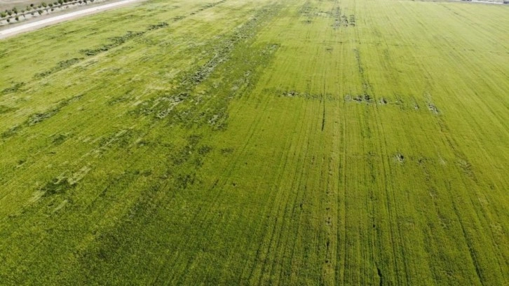 Karadeniz'den çıkan doğal gazla kurulacak! Çiftçide büyük sevinç