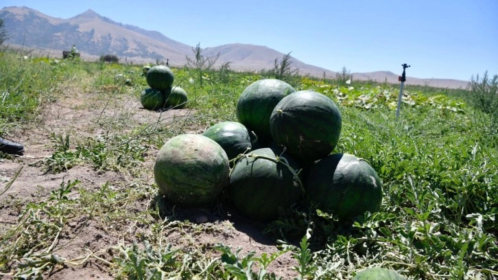 Karaman’da karpuz hasadı başladı