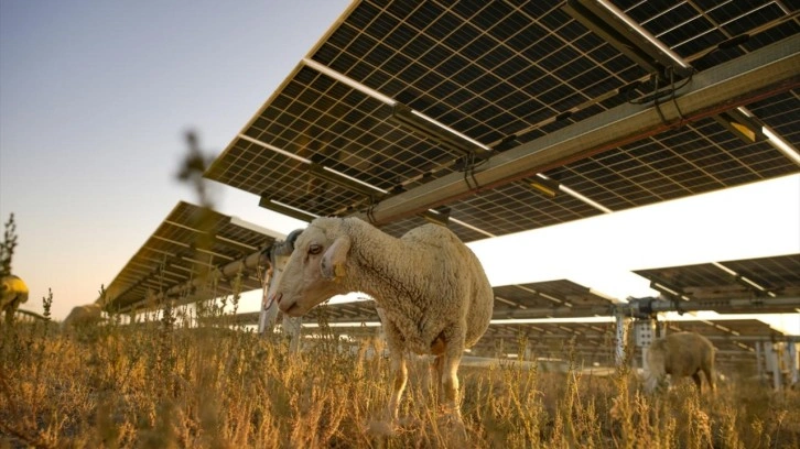 Karapınar Güneş Enerjisi Santrali'nde dikkat çeken uygulama!