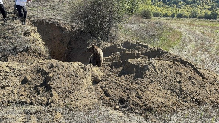 Kastamonu'da çukura düşen ayı kurtarıldı