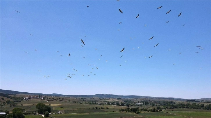 Kastamonu'da "leyleklerin dansı" dronla görüntülendi