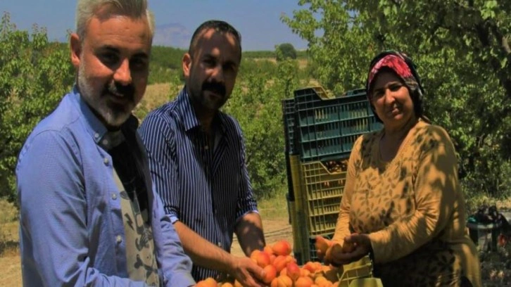 Kayısının altın yılı: Üreticinin yüzü iki kez güldü