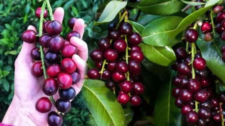 Kendisi ayrı yaprakları ayrı şifa saçıyor: Karayemiş (Taflan) yaprağının ve çekirdeğinin faydaları!